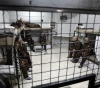 Among them 18 children.. 1132 Administrative Detainees in Israeli Prisons