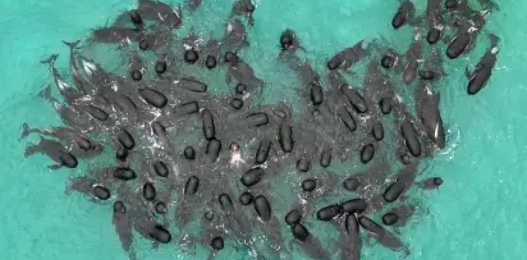 51 pilot whales died after they ran aground on a beach in Western Australia