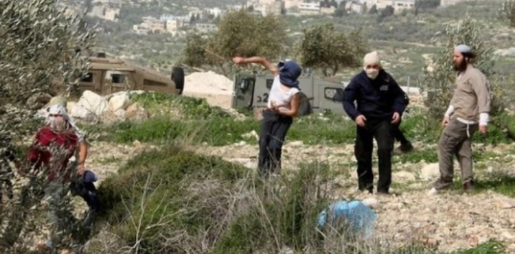 Settlers destroy dozens of trees south of Nablus