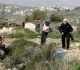 Settlers destroy dozens of trees south of Nablus