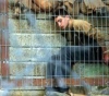 The occupation has arrested about 60 wounded since the beginning of this year