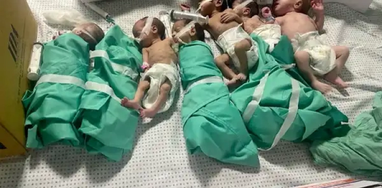 28 newborn babies were transferred to Egyptian hospitals via the Rafah crossing