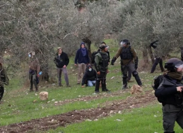 Settlers uproot trees and bulldoze lands in Hebron and Salfit