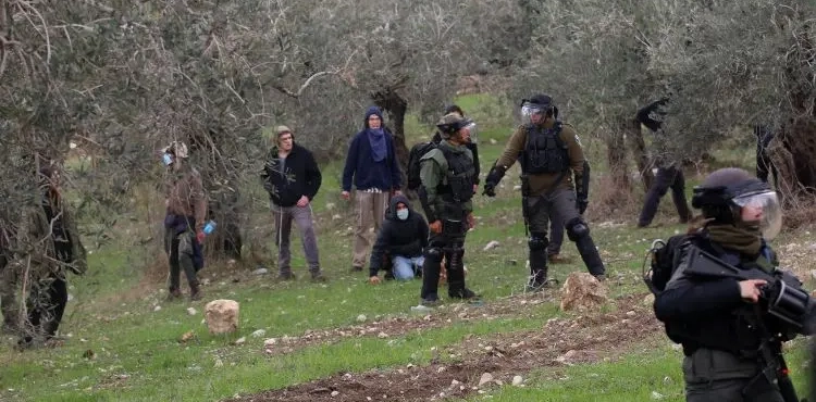 Settlers uproot trees and bulldoze lands in Hebron and Salfit