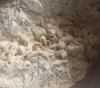 Gaza Women Turn Pasta into Flour: When Survival Becomes an Act of Innovation