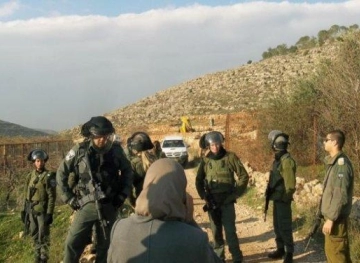 The occupation notifies the uprooting of 70 olive trees in the northern Jordan Valley