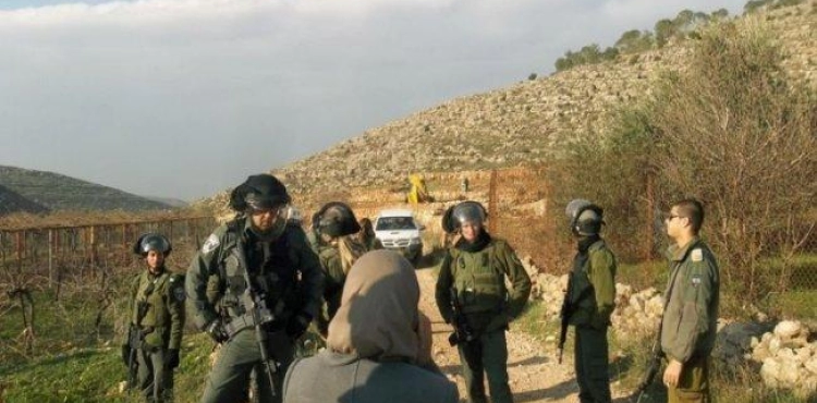 The occupation notifies the uprooting of 70 olive trees in the northern Jordan Valley