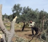 Settlers destroy 30 olive trees south of Nablus