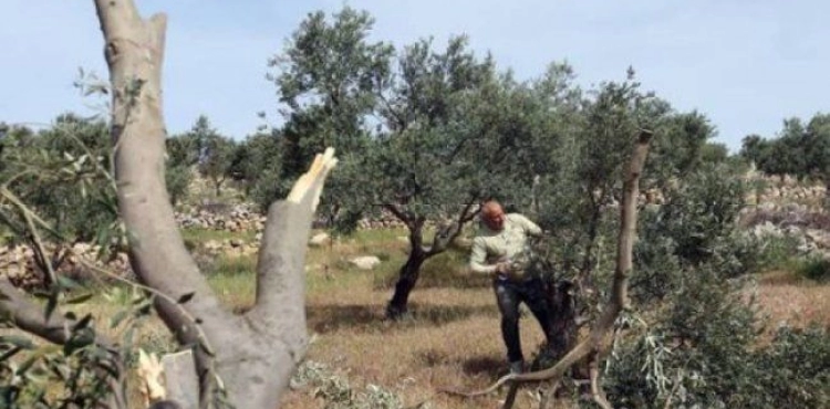 Settlers destroy 30 olive trees south of Nablus