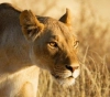 A lioness kills her three cubs at an American zoo.