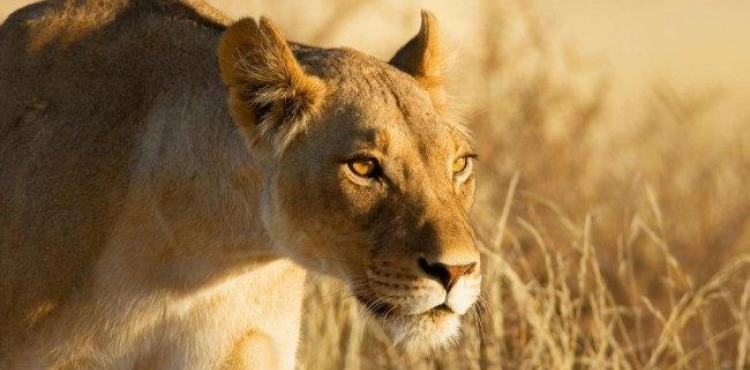 A lioness kills her three cubs at an American zoo.