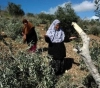 Settlers cut 20 olive trees south of Nablus