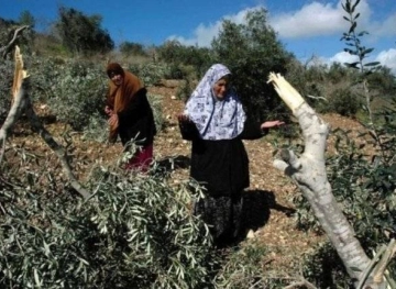 Settlers cut 20 olive trees south of Nablus