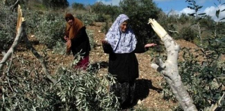 Settlers cut 20 olive trees south of Nablus