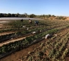 Report: More than 328 million dollars in financial losses to Gaza Strip farmers