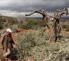 Settlers cut down 15 perennial olive trees south of Bethlehem