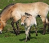 The birth of 41 foals of rare prazewalkian horses in China