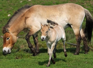 The birth of 41 foals of rare prazewalkian horses in China