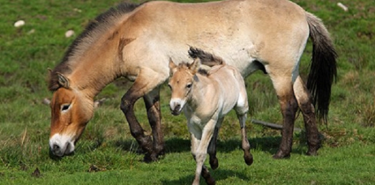 The birth of 41 foals of rare prazewalkian horses in China
