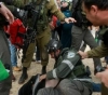 Israeli forces arrest two foreign activists and activists south of Hebron