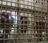 A report accuses Israeli doctors of colluding with interrogators in torturing prisoners in Israeli jails and hospitals