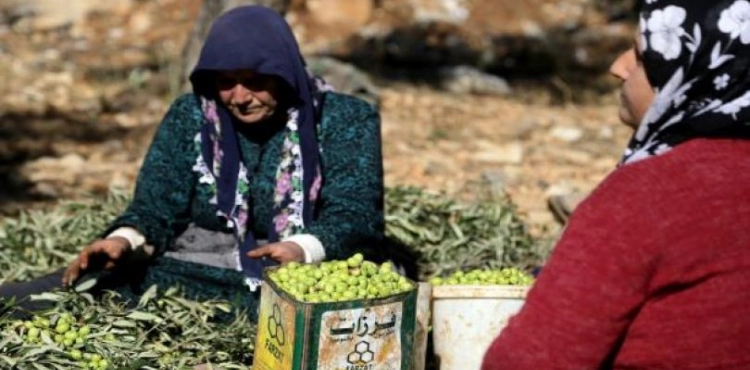 Settlers steal 900 olive trees south of Nablus