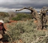 Settlers cut 40 olive trees south of Nablus