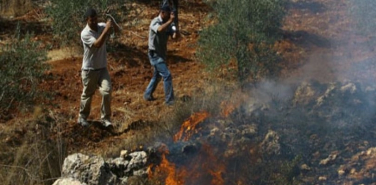 Settlers burn agricultural land in Burin, south of Nablus
