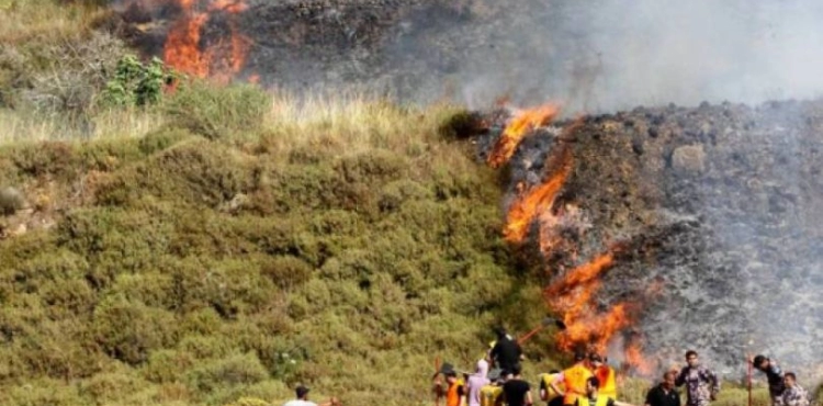 Occupation causes the burning of 14 dunums east of Ramallah