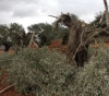Settlers cut down dozens of perennial olive trees southwest of Bethlehem