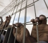 The â€œPrisoners Authorityâ€: 200 prisoners have been infected with Corona since the beginning of this year