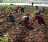 The European Union supports Palestinian agriculture with $ 26.7 million