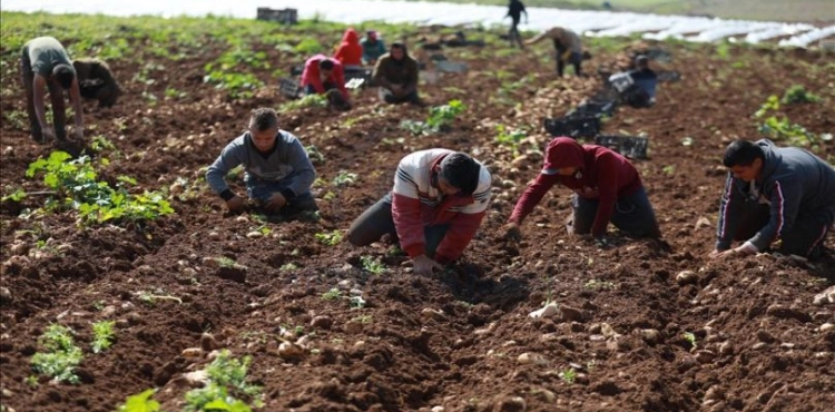 The European Union supports Palestinian agriculture with $ 26.7 million
