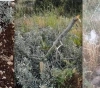 Uprooting and chopping down more than 50 olive trees in Hebron and Salfit