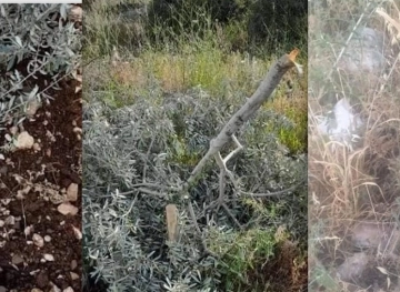 Uprooting and chopping down more than 50 olive trees in Hebron and Salfit