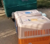 An international organization transporting 40 animals and birds from the Gaza Strip to Jordan