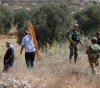 Four injuries in settlers&acute; attack on olive pickers in Borin in Palestine