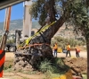 The occupation uproots two olive trees over 2000 years old in Ramah