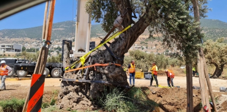 The occupation uproots two olive trees over 2000 years old in Ramah