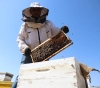 Bees also pay the price for climate change