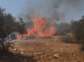 Settlers set fire to dozens of olive trees south of Nablus