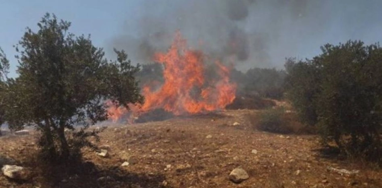 Settlers set fire to dozens of olive trees south of Nablus