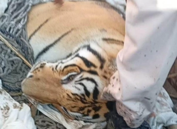 Man-eating tiger killed in India after killing nine people