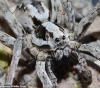 One of Britain&acute;s most dangerous spiders is making a comeback