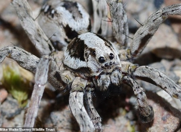 One of Britain&acute;s most dangerous spiders is making a comeback