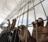 292 human rights and civil organizations and networks demand the release of prisoners in occupation prisons