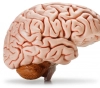 That&acute;s what happens to the brain when a man lies?