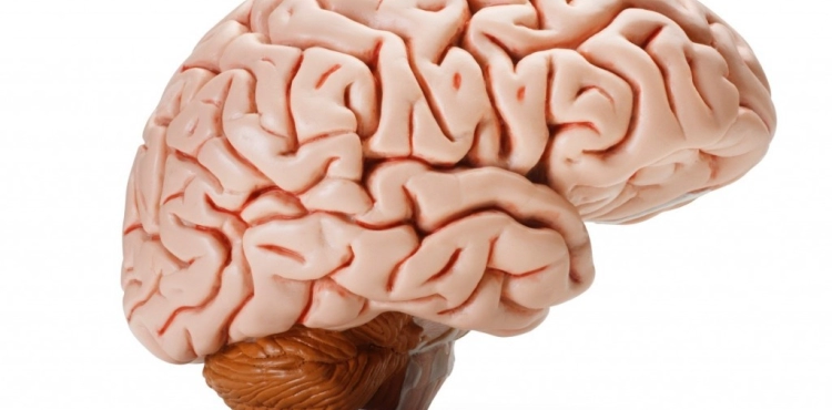 That&acute;s what happens to the brain when a man lies?