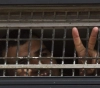 The occupation proves the administrative detention of 23 prisoners.