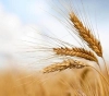 A slight rise in wheat prices in the Chicago Board of trade affected by export sales to Egypt